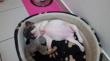Mini sucht neuen Besitzer *Französische Bulldogge